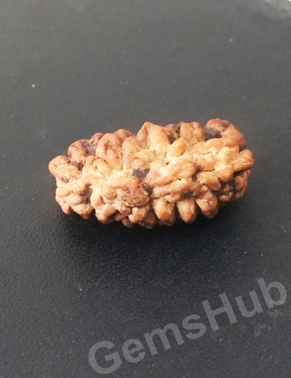 1 Face/Mukhi Certified Rudraksha Premium Quality